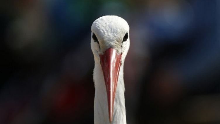 Снимка: Reuters. архив