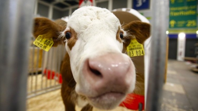 Снимка: Reuters, архив