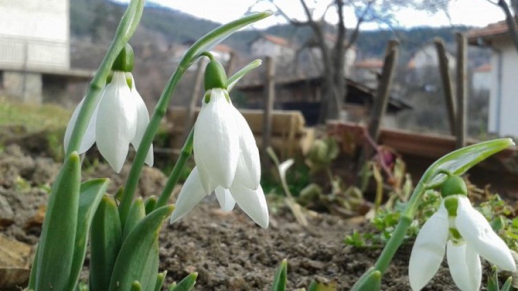Снимка: Булфото, архив