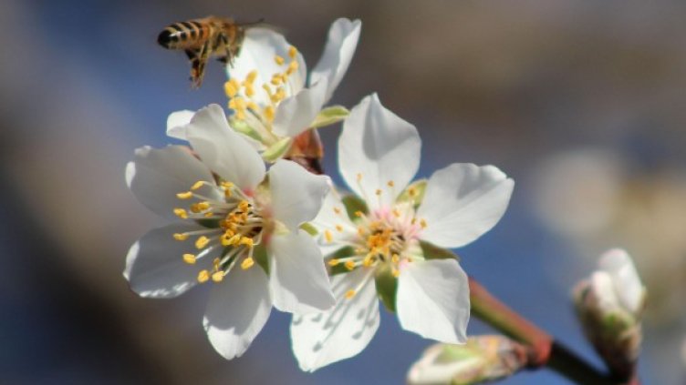 Снимка: Bulphoto, архив