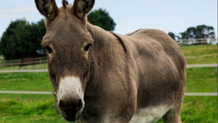 Снимка: flickr