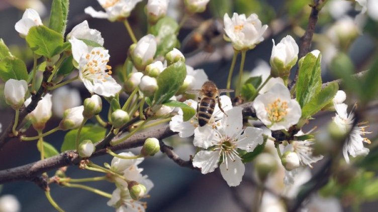 Снимка: архив, БулФото