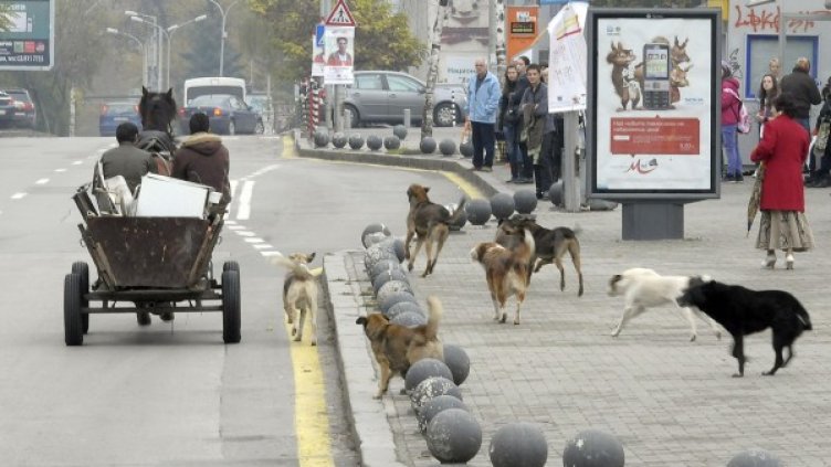 Снимка: Булфото, архив