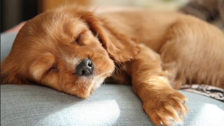 Снимка: flickr