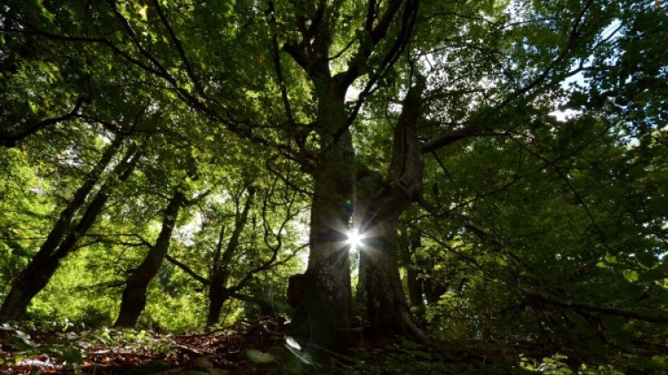 Снимка: Архив Булфото