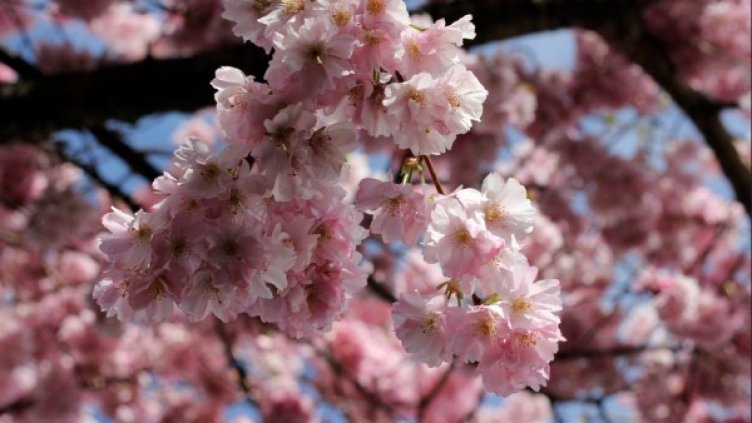 Снимка: flickr