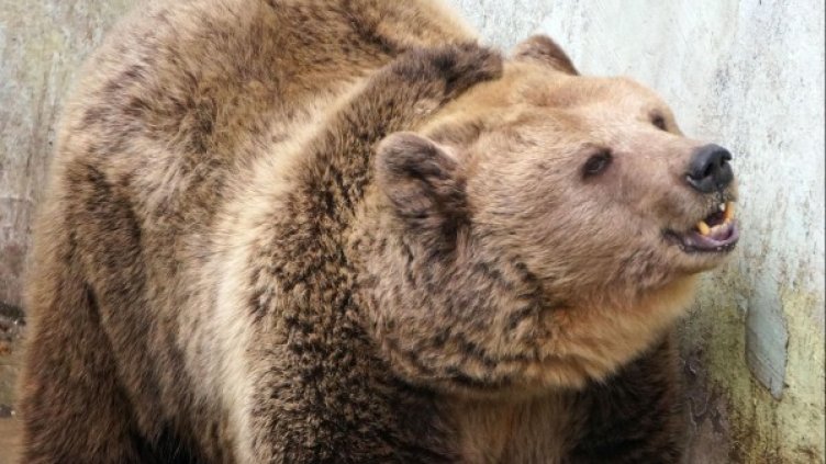 Снимка: архив, БулФото