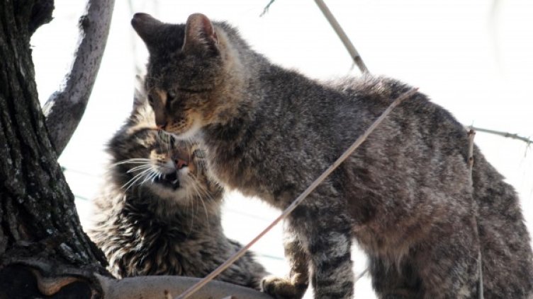 Снимка: архив, Булфото