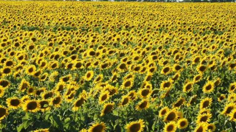 Снимка: Булфото, архив