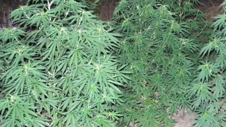 Снимка: Архив Булфото