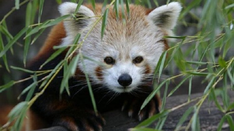 Снимка: Зоопарк Виктория, Мелбърн