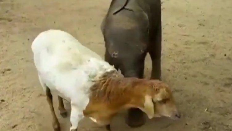 Снимка: кадър YouTube