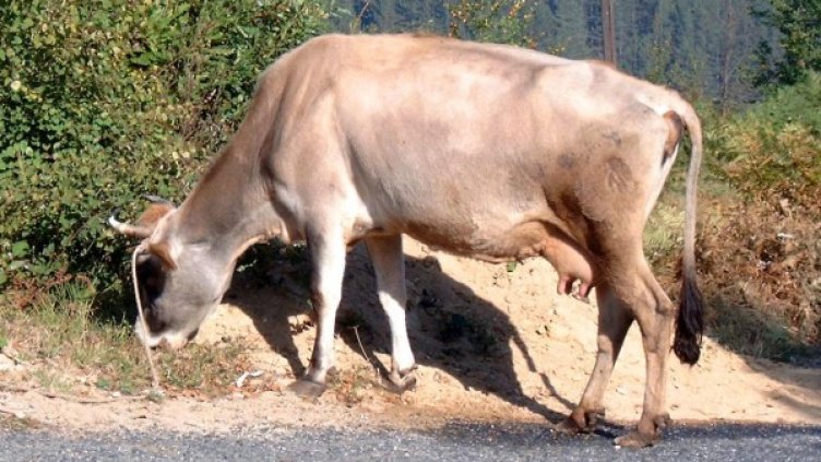 Снимка: Булфото, архив