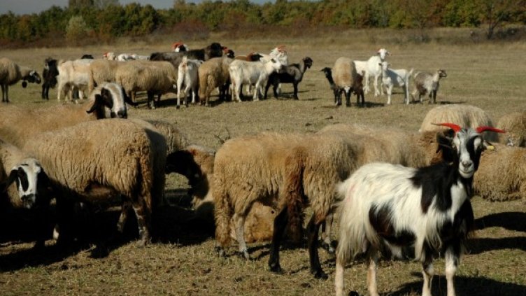 Снимка: Булфото, ахрив