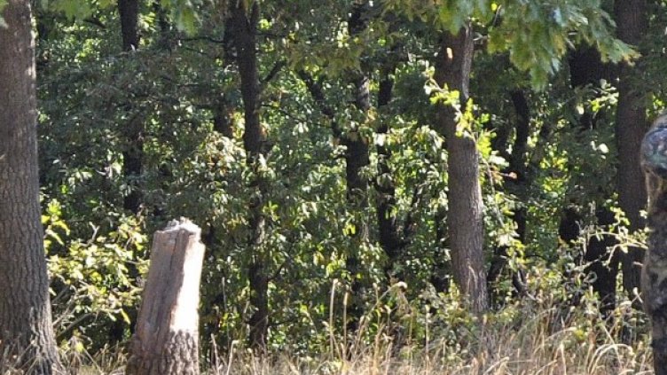 Снимка: Булфото, архив