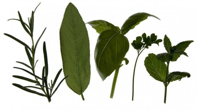 Снимка: freeimages