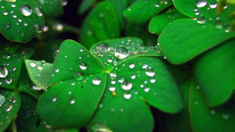 Снимка: freeimages