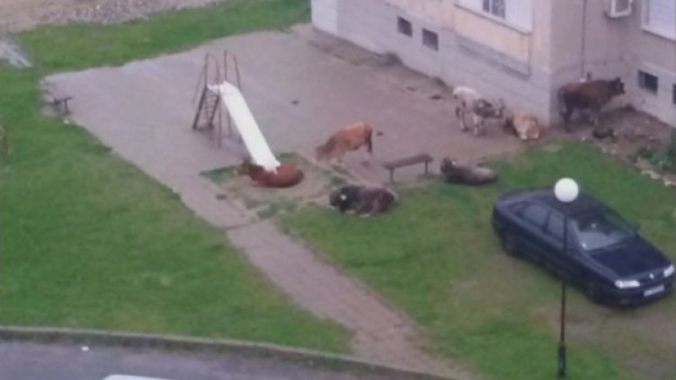 Снимка: Кадър Нова телевизия