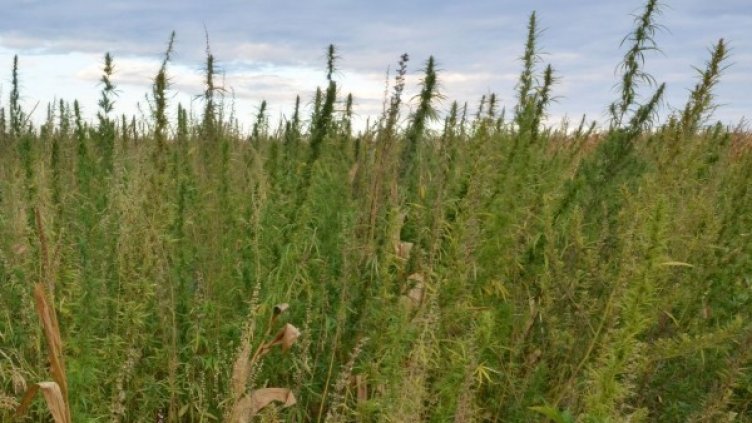 Снимка: Булфото, архив