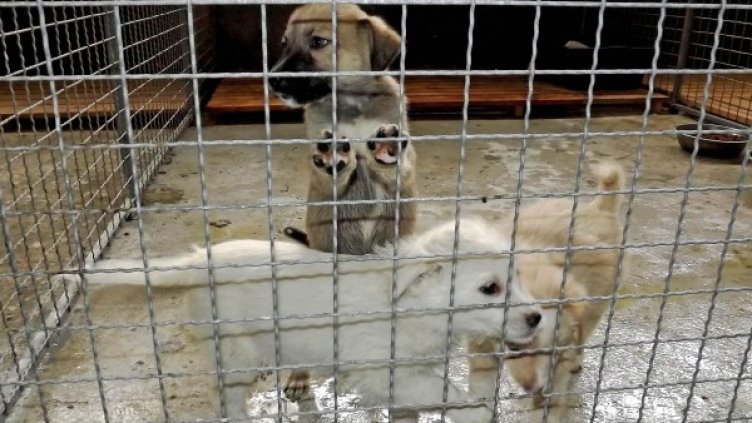 Снимка: архив Bulphoto