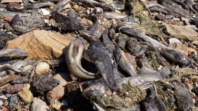 Снимка: Булфото, архив