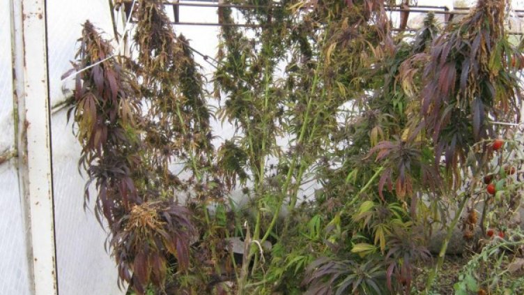 Снимка: Булфото