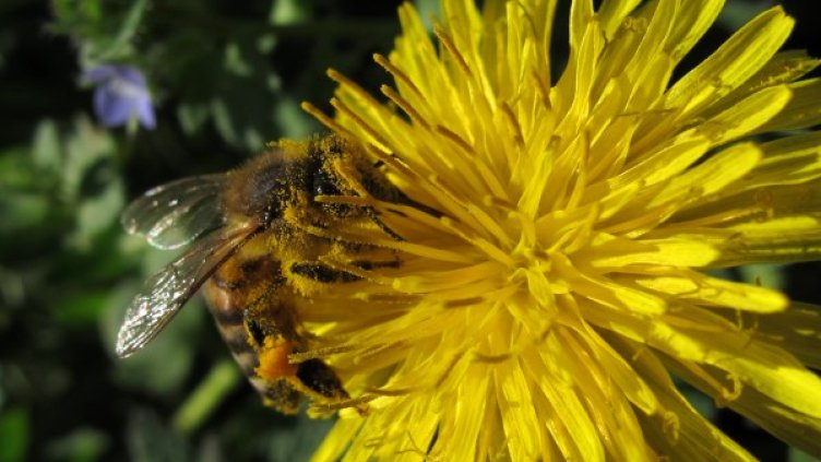 Снимка: БТА, архив