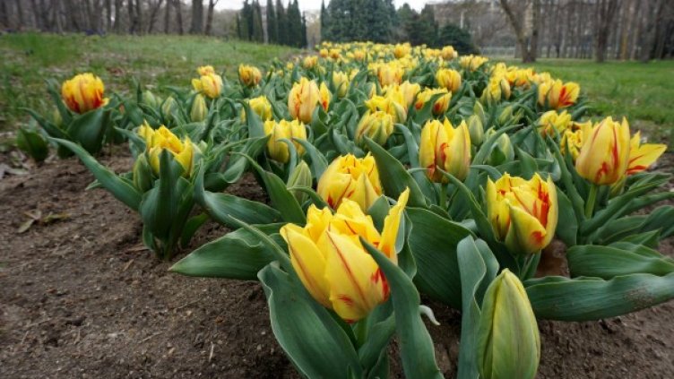 Снимка: Булфото