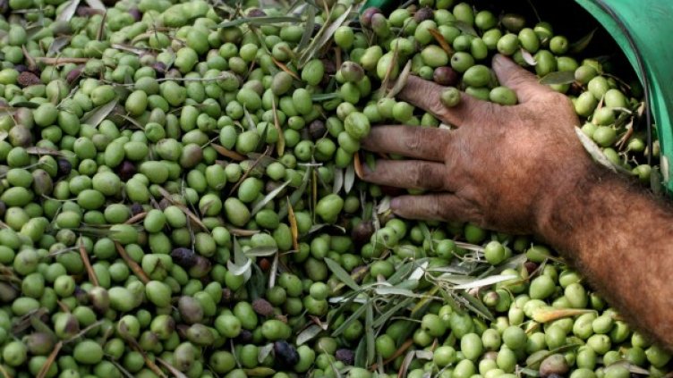 Боядисаните маслини начело на списък с най-опасните храни 