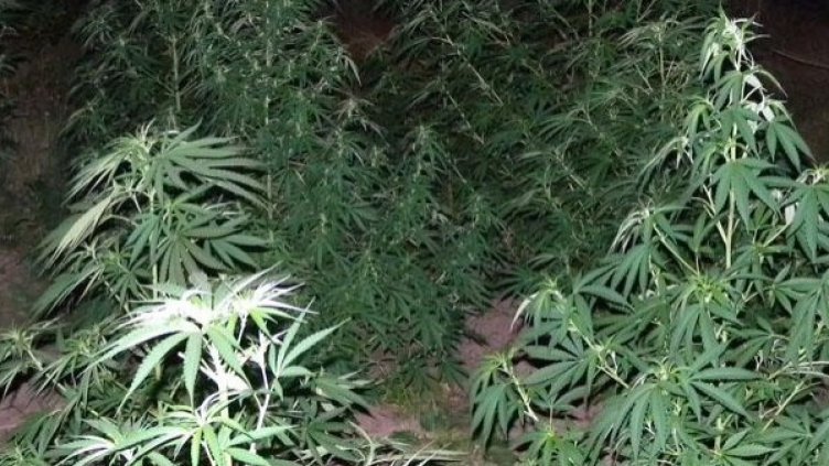 Снимка: Архив Булфото