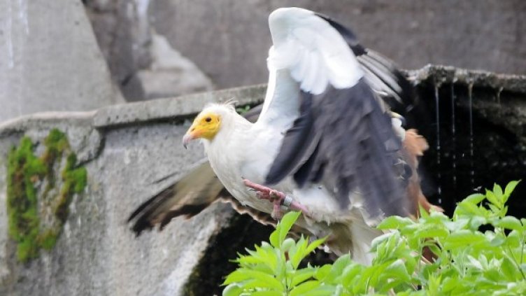 Египетски лешояд. Снимка: архив Булфото