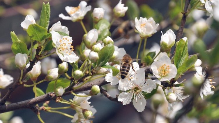 Пролет или лято - до 29 градуса беше днес