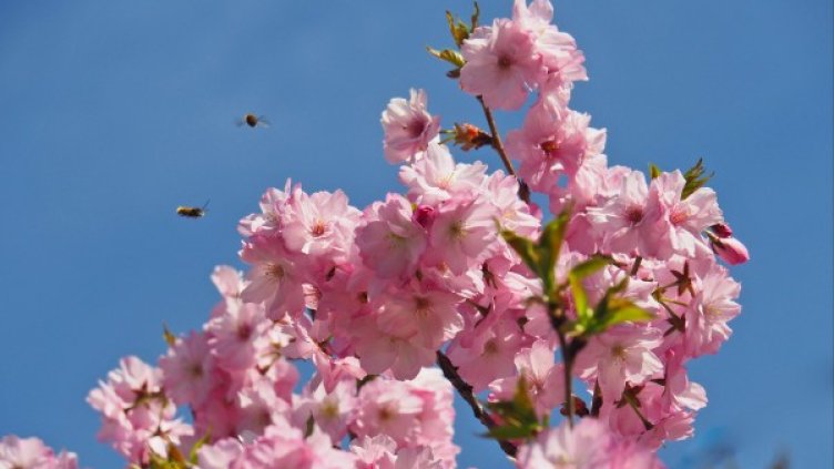 Снимка: архив, Булфото