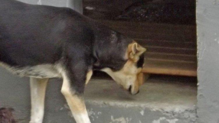 Снимка: архив Bulphoto