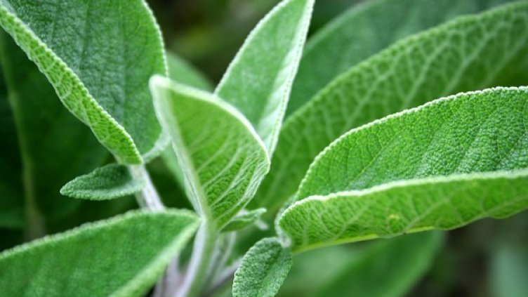 Снимка: freeimages