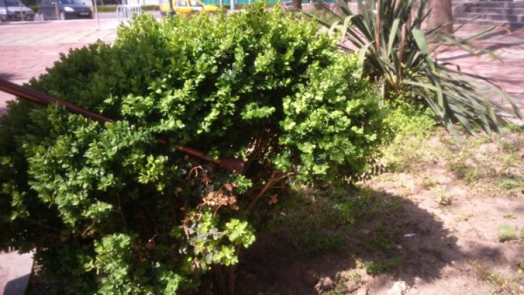 Снимка: Стояна Елинска