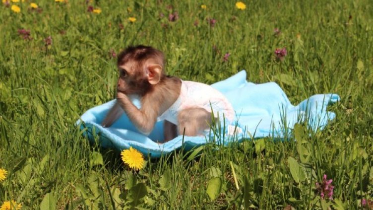 Снимки: Росица Гюрова-Любенова