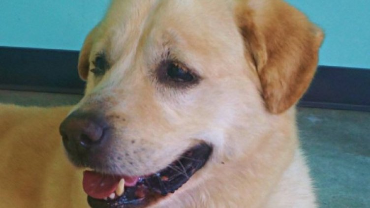 Снимка: Facebook/ The Dog Cafe