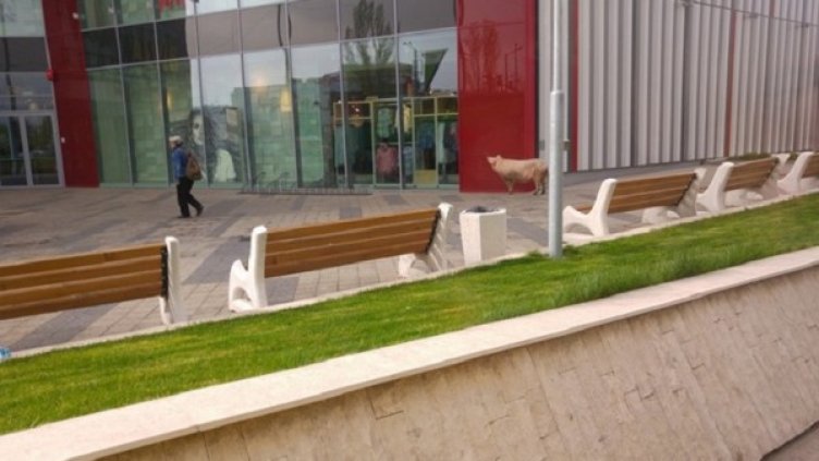 Снимка: Facebook