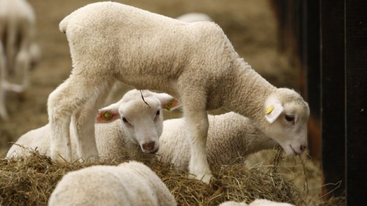 Снимка: Reuters, архив