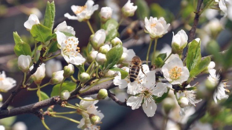 Снимка: БТА, архив