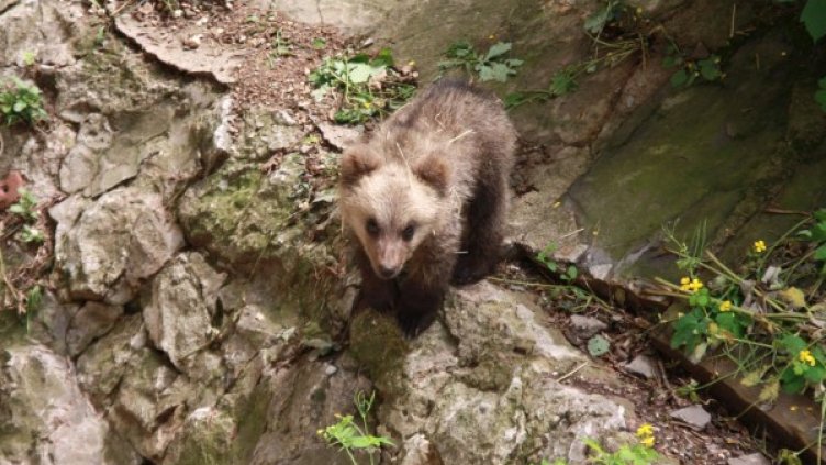 Снимка: архив, Bulphoto