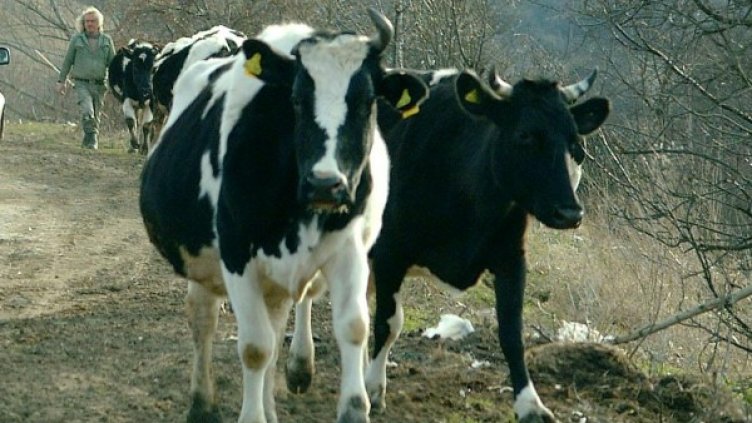 Снимка: Булфото, архив