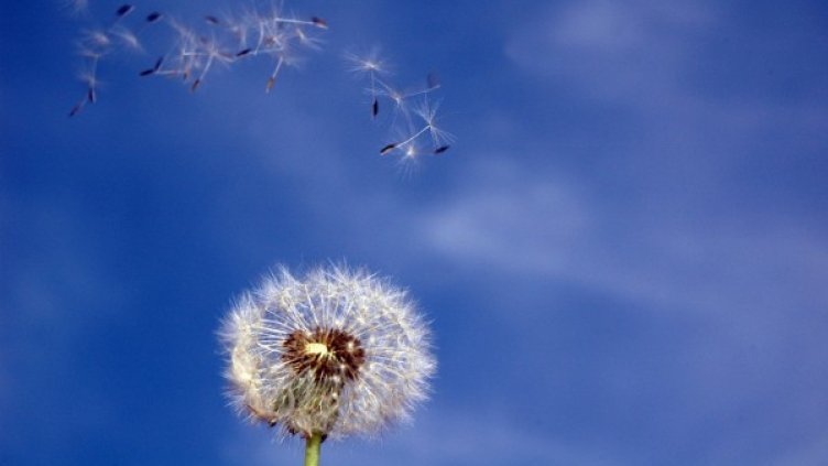 Снимка: freeimages