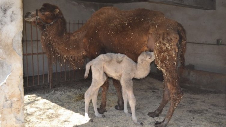 Снимка: http://lovechtoday.eu