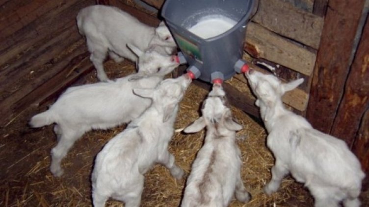 Снимка: "Монитор"