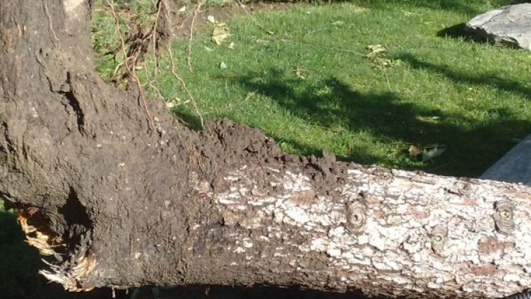 Снимка: Архив Булфото