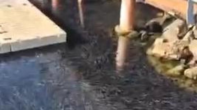 Снимка: БГНЕС, архив