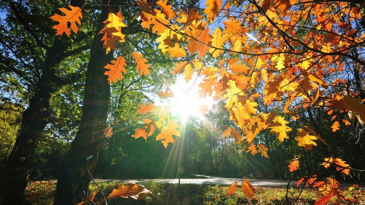 Снимка Пиксабей