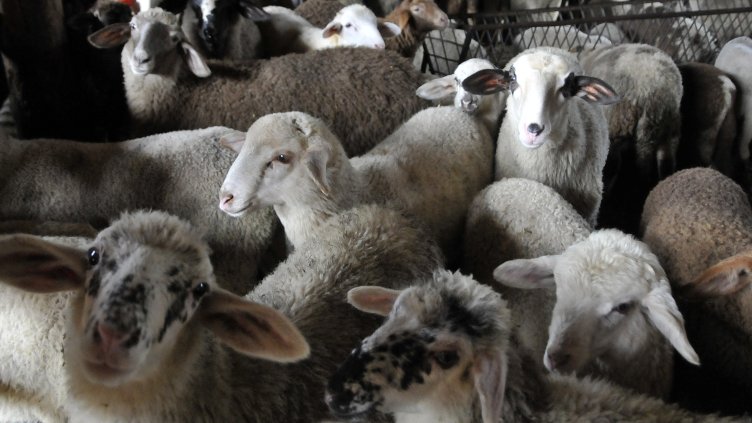 Снимка: архив, БГНЕС